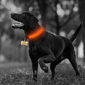 Nylon LED Pet dog Collar