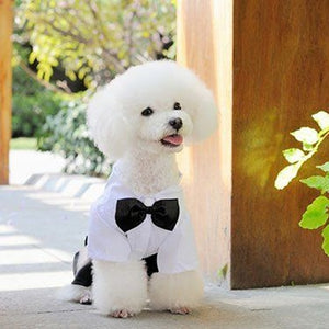 Tuxedo bow tie suit